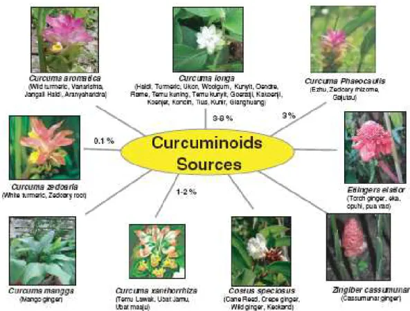 Figure 6. Les sources naturelles des dérivés des curcuminoides 