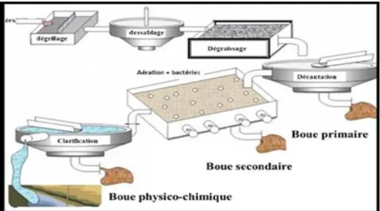 Figure 2 : Les différents types des boues d’épuration (1). 