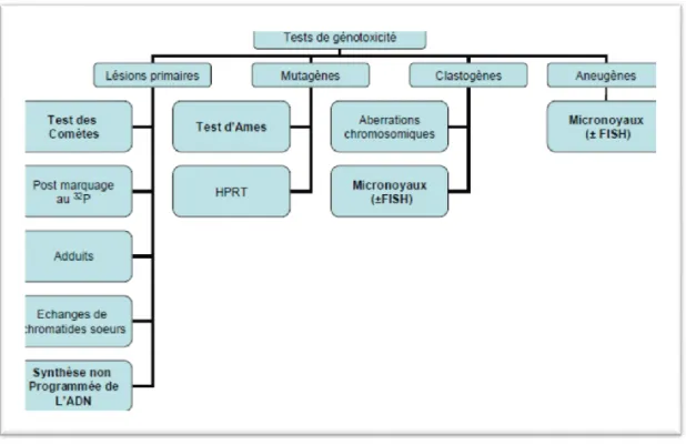 Figure 5 : Les différents types de tests de génotoxicité (6). 
