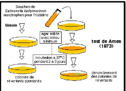 Figure 6 : Le principe de test Ames (7). 