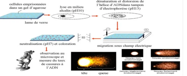 Figure 7 : Le principe du test des comètes (Michel C, 2011). 