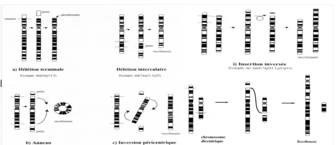 Figure 8 : Les principaux mécanismes d’apparition des aberrations de structures     chromosomiques (10)