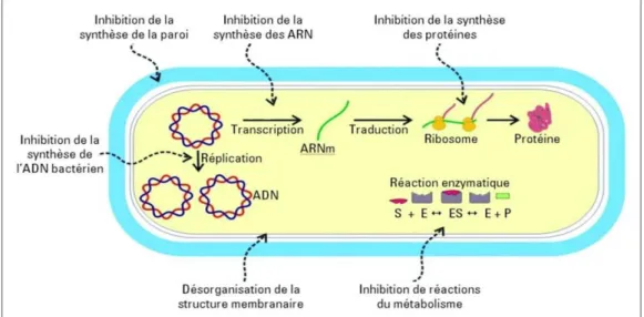 Figure 2 : Shéma représentant le mode d’action des antibiotiques (1) 