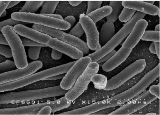 Figure 03 : Observation microscopique d’Escherichia coli. (Bioquel)  Classification  