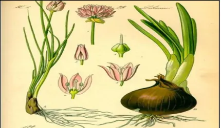 Figure 07. Caractères morphologiques de la plante : Allium cepa (49). 