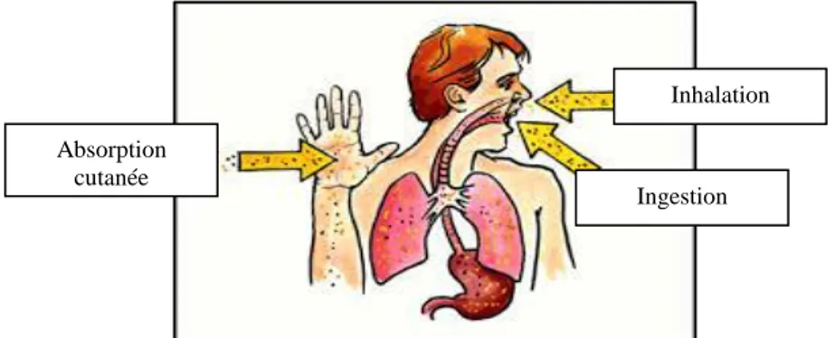 Figure 03.Principales voies d’entrée des pesticides (28). 
