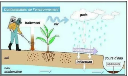 Figure 05. Processus de transfert des pesticides vers les différents compartiments de  L’environnement (36)