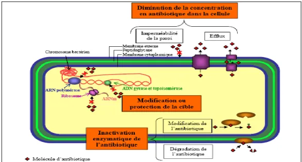 Fig. I.4: Principaux mécanismes de résistances aux antibiotiques développés par les  bactéries