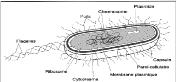 Fig. I.1: La structure d'une cellule procaryote [09]. 