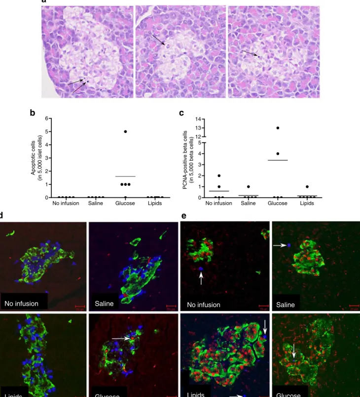 Fig. 5 a H&amp;E staining of three pancreatic islets of glucose-infused cats (×40). Arrows show nuclei with morphological features of apoptosis