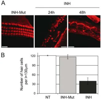 FIG. 3. NF-kB inhibitors damage hair cells. (A) Middle turns of rat p5 organs of Corti immunostained with phalloidin-rhodamine analyzed by laser scanning confocal microscopy