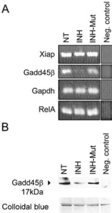 FIG. 5. Down-regulation of GADD45b mRNA and protein. (A) RT- RT-PCR showing a decrease of gadd45b transcripts in the organ of Corti following inhibition of NF-kB