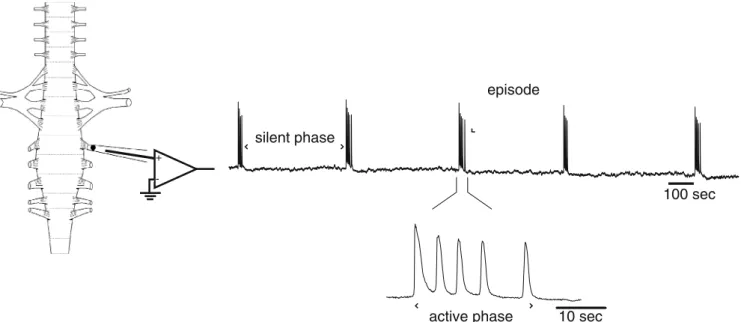 Fig. 1 Spontaneous episodes of synaptic drive (population- (population-averaged, low pass-filtered membrane potential) recorded from the ventral roots of chick embryo spinal cord in vitro at  em-bryonic day 7.5