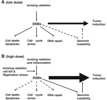 Fig. 1 a Situation at low-dose ionizing radiation where inflammatory processes are negligible; ionizing radiation is inducing double-strand breaks; however, apoptosis, cell cycle arrest and DNA repair are actively eliminating mutated cells