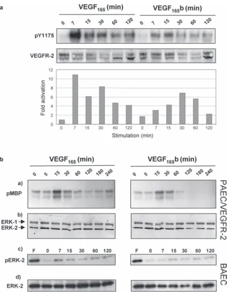 Figure 5. Time course of VEGFR-2 and ERK kinase activation. (a) Activation of VEGFR-2 was determined with a phospho-specific  antibody recognizing pY1175 in cells stimulated with 50 ng/ml VEGF-A