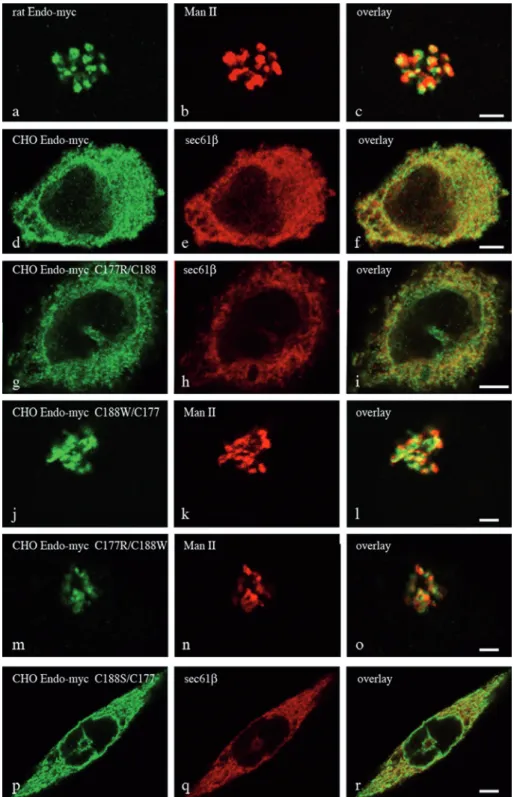 Figure 4. The conserved Trp188 in vertebrate endomannosidases is important for Golgi  localiza-tion