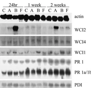 Figure 3. RNA blot analysis showing diﬀerential expression 24 h, 1 and 2 weeks after fungicide treatment in the ﬁeld trial.
