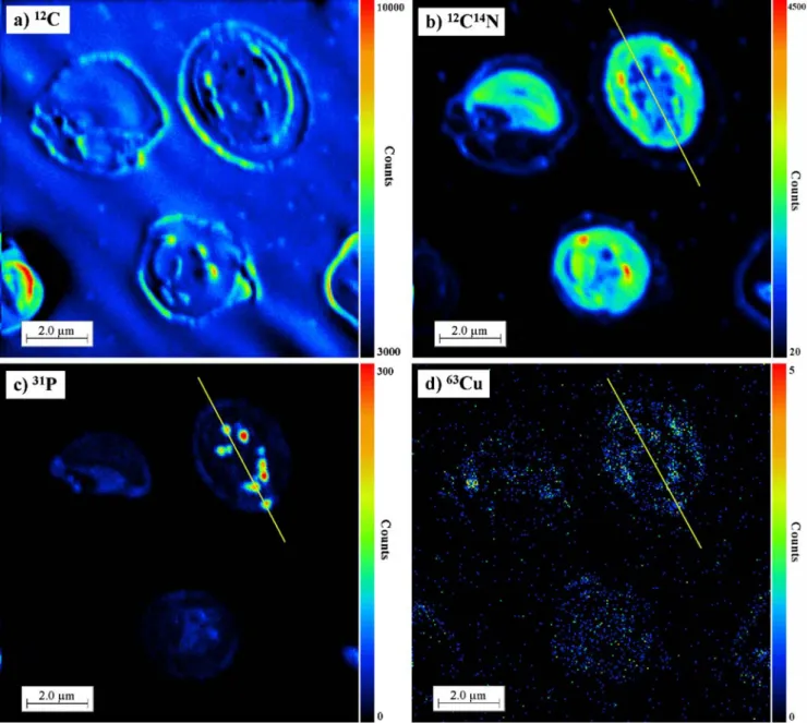 Fig. 1 12 C − , 12 C 14 N − , 31 P − , and 63 Cu − secondary ion distributions in the whole cell of Chlorella kesslerii