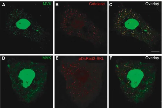 Fig. 4 Demonstration of peroxisomal localization of mevalonate kinase (MVK) in HepG2 cells