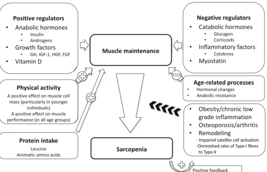 Fig. 1 The control of muscle maintenance and the decline to sarcopenia. It is assumed that the muscle is in its usual environment of biomechanical attachment, neural input