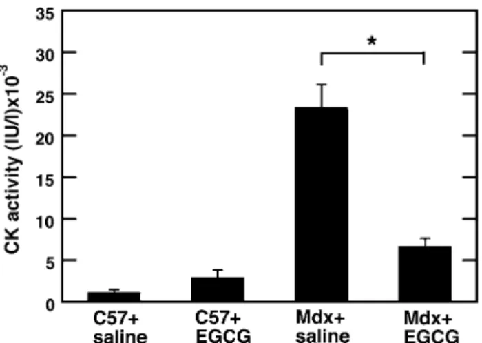 Fig. 2 Mean serum creatine kinase (CK) activities (columns) and SEMs (bars) of 8-week-old mdx and C57 normal mice after continuous treatment with saline or EGCG from birth