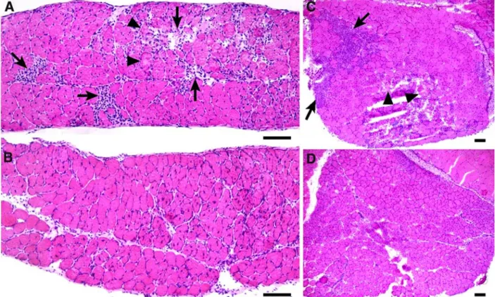 Fig. 6 Quantitative changes in the histology of diaphragm (a) and so- so-leus (b) muscles of 8-week-old mdx mice after EGCG treatment