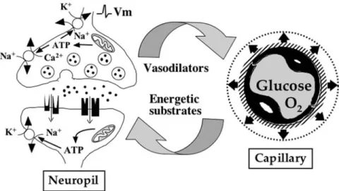 Fig. 1. Classical view of how blood flow, glucose utilization, and oxygen consumption are linked to synaptic activity