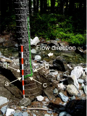 Table 1 provides data on tree age (at 10 cm above original ground level, at ca. -40 cm), diameter at breast height (DBH), and number of cross sections per tree