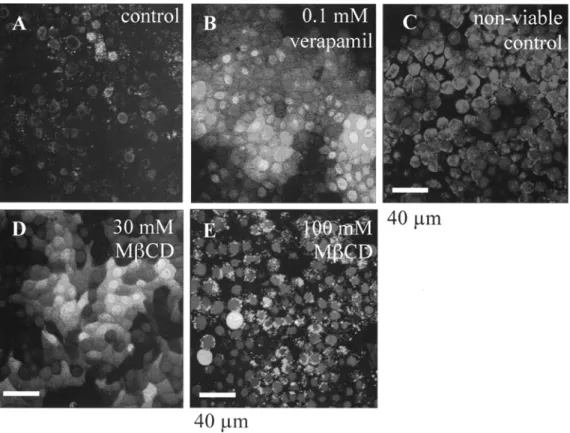 FIG. 4.  Viability  of methyl-13-eyclodextrin (MI3CD)-treated  MDR1-MDCK cells.  The  viability  of control  and  MI3CD-treated cells  was  tested  with  calcein  AM  and  ethidium  homodimer  (Live/Dead  Kit  reagents)