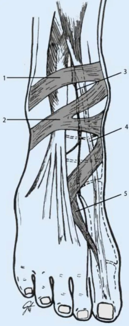 Abb. 8  8   Schemazeichnung eines rechten  Fußes mit Ansicht von ventral zur Darstellung  des anatomischen Verlaufs des N
