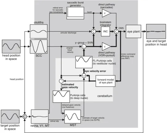 Fig. 1 Model outline. Boxes show responses of the respective model elements to vestibulo-ocular reflex (VOR) cancellation during  sinu-soidal pitch head rotation (target rotates with the head, leftmost boxes)