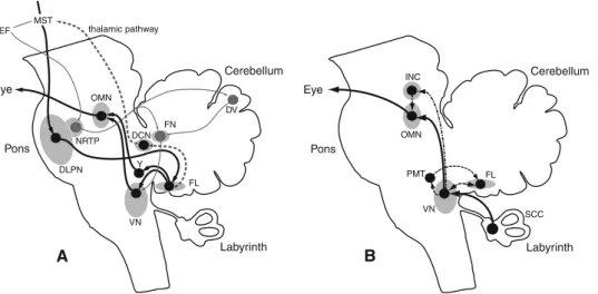 Fig. 2 a Vertical smooth pursuit (SP) pathways. Solid bold arrow lines cortico-ponto-cerebellar pathway from middle temporal (MT) and middle superior temporal area (MST) to the dorsolateral pontine nuclei (DLPN) and the floccular lobe (FL)