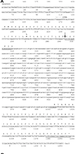 Figure 1. Nucleotide and deduced amino acid sequences of the Rir1a transcript and the Rir1b gene
