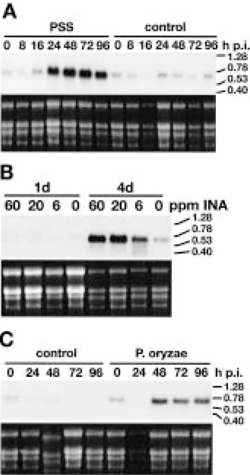 Figure 4. Time course of Rir1a mRNA accumulation in response to different treatments. Total RNA was extracted at the indicated time points (h.p.i, hours after treatment; d, days after treatment)