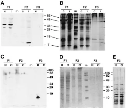 Figure 5. Protein gel blot analysis of Rir1a. A. Proteins extracted from control (c) or inoculated (i) rice leaves were separated into soluble proteins (F1), salt-extracted proteins (F2), and proteins extracted under reducing alkaline conditions (F3)