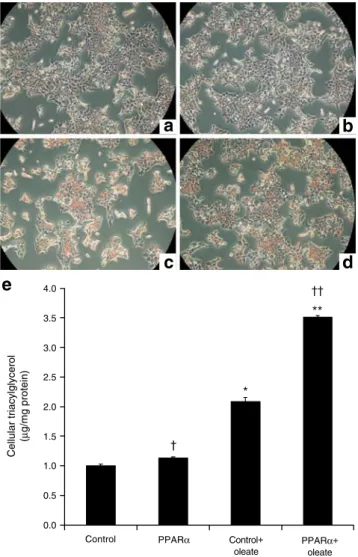 Fig. 3 Cellular lipid quantification in INS-1E cells treated with PPAR α and oleate. INS-1E cells were transduced with empty (control) or Ppar α /Rxr α -expressing (PPAR α ) adenoviruses and subsequently cultured for 3 days in the absence or presence of 0.