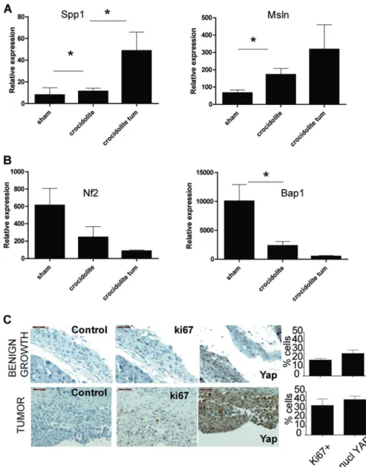 Fig. 4 Progressive deregulation of the Hippo pathway during mesothelioma development.