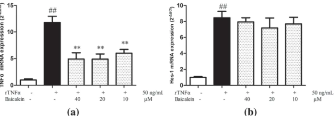 FIGURE 4 Effects of Baicalein on I κ B degradation, I κ B α phosphorylation, NF- κ B p65 nuclear translocation, and Notch 1protein cleavage in AR42J cells