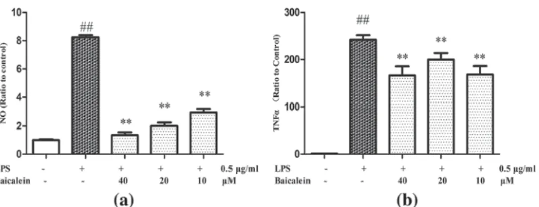 FIGURE 6 Effect of CM on phenotype switch of AR42J. (a) Immunofluorescence staining of AR42J cells