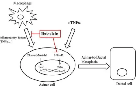 FIGURE 7 The effects and mechanism of Baicalein on ADM. Macrophage-secreted cytokines, in particular TNF α , or recombinant TNF α (rTNF α ) drive pancreatic acinar-to-ductal metaplasia (ADM)