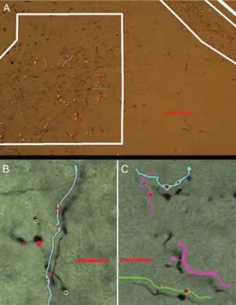 Figure 6. Boutons sampled in Rexed lamina VII (golden circles superposed on axonal segments, within white polygons) in (A)