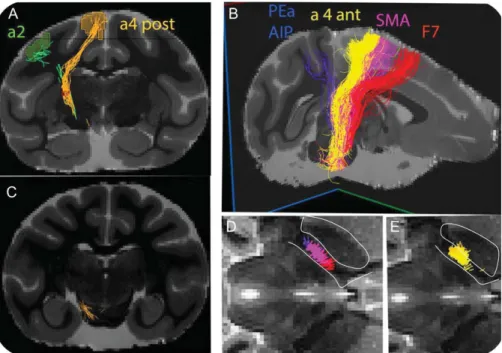 Figure 10. Upper panel. Outlines of transverse view of the internal capsule showing samples of myelinated axons in 10, antero-posterior 500 μm squares, one of which (with mean diameter 1.0 μ m) enlarged in the inset (see text for sampling strategy)