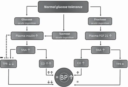 FIGURE 1 Schematic depiction of the proposed mechanisms by which blood pressure is inﬂuenced in response to glucose, sucrose, and fructose ingestion in subjects with normal glucose tolerance