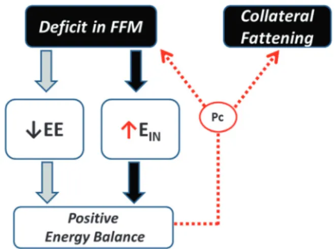 Fig. 2 Concept of ‘ collateral fattening ’ . A de ﬁ cit in FFM results not only in a lower energy expenditure (EE) and hence lower energy needs for weight maintenance, but also in the activation a feedback loop that drives energy intake (E IN ) in an attem