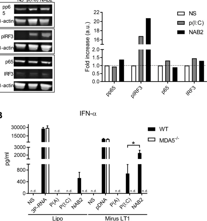 Figure 3: NAB2 increases IRF3 but not NF-κB signalling in murine BMDC.  (A) Immunoblot analysis of p65 and IRF3  phosphorylation in lysate of BMDC