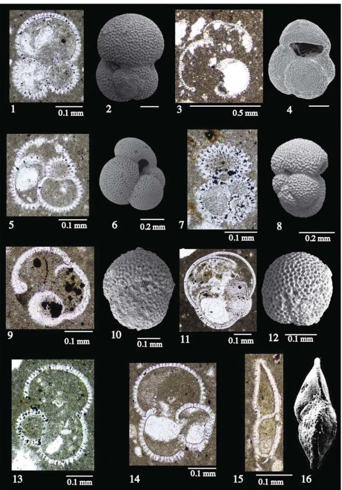 Fig. 3. Planktonic foraminifera from thin section JVIII-F and comparison with whole specimens of the identiﬁed species