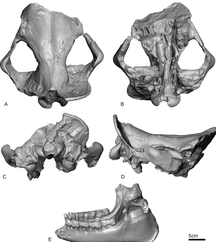Fig 3. 3D model in orthographic projection of UBB MPS 15795, holotype of Sellamynodon zimborensis