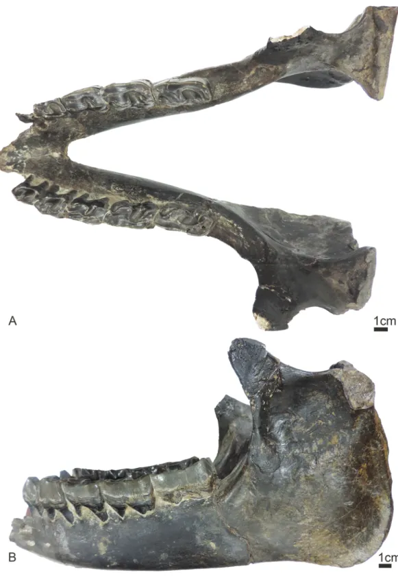 Fig 4. Mandible of Sellamynodon zimborensis (holotype, UBB MPS 15795). Occlusal (A) and lateral (B) views.