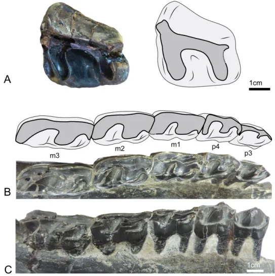Fig 5. Dentition of UBB MPS 15795, holotype of Sellamynodon zimborensis. A: Left M3 in occlusal view