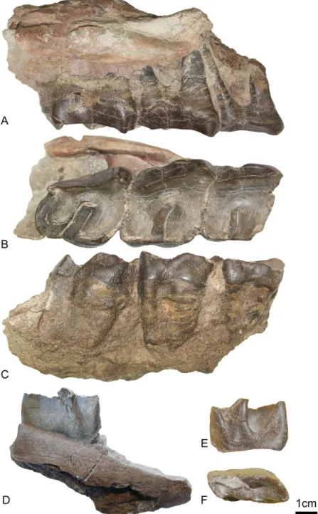Fig 6. Amynodontopsis aff. bodei from Morlaca (Late Eocene; Romania). Right maxillary (UBB MPS V545) with M1-3 in labial (A), occlusal (B) and lingual (C) views